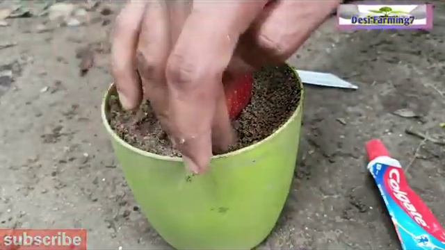 How to grow many apple tree use Colgate,, Growing apple tree at home step by step смотреть онлайн