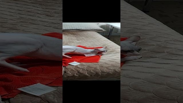 1000490856.mp4
Сфинксы,Симон и Сима)) смотреть онлайн