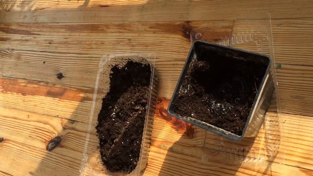 не бойтесь экспериментировать (посев огурца на вату) смотреть онлайн