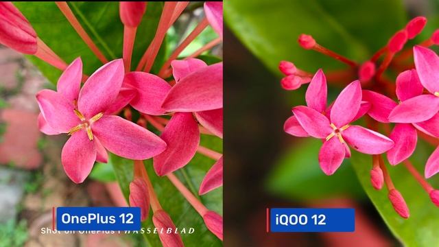 OnePlus 12 Vs IQOO 12 Camera Comparison 📸