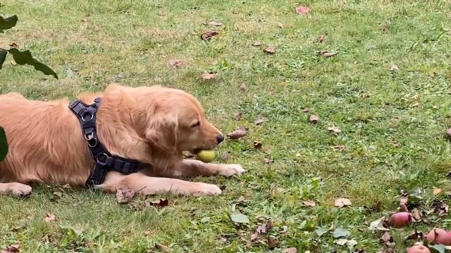 Golden Retriever Sammy likes Apples, Pears and the Hedgehog смотреть онлайн