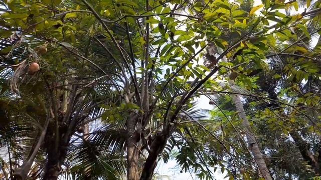 Red custard apple🍎/annona reticulata/sour sop/chakkapazham #Homely fruit🍎🍒🍏 смотреть онлайн