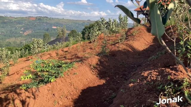 More Fruits| One Year Old Wambugu Apple Trees. Uganda East Africa смотреть онлайн