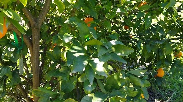 Growing multi-graft fruit trees смотреть онлайн