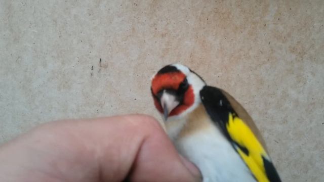 Ловля щеглов. Моя коллекция. смотреть онлайн