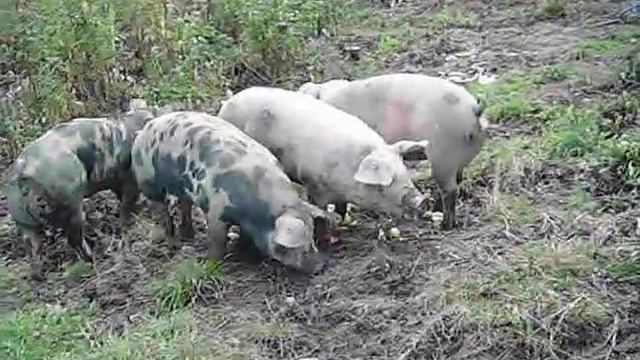 1108 Pigs eating apples.AVI смотреть онлайн