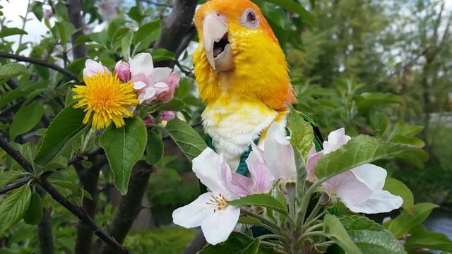 Storm The White caique parrot funny in the apple tree смотреть онлайн