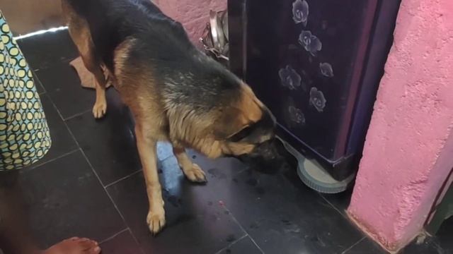 My Cute German shepherd dog Eating Apple 🍎🍎 смотреть онлайн