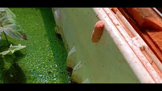 Apple Snail Care and Information - How to Keep Mystery Snails - Golden Apple Snail Aquaprince_Vlog' смотреть онлайн