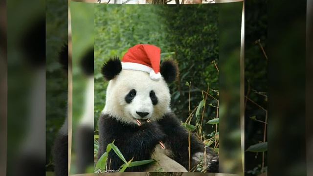 #Panda wallpaper смотреть онлайн