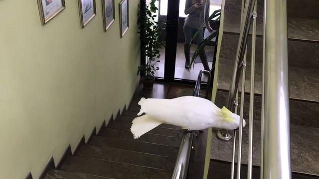 Какаду Кирюня выгоняет с офиса сотрудницу смотреть онлайн