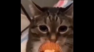 НАША РАША, ДЕРЖАВА НАША (Cat Version)