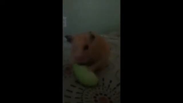 My hamster Eating Her First green Apple смотреть онлайн