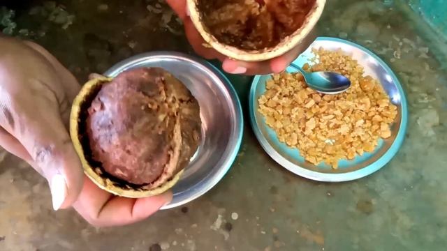 Vilampazham, Elephant Apple Tree and Fruit | Dreamer Paul Vlog | Tamil смотреть онлайн