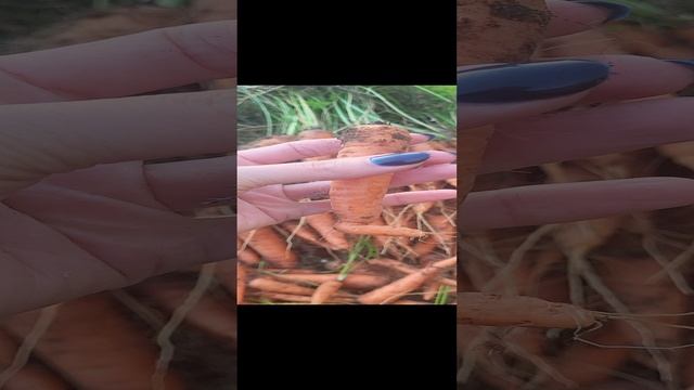 Почему морковь растёт кривая? смотреть онлайн