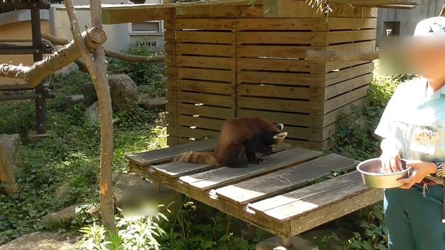 Red Panda FUTA 01 - eating apple レッサーパンダふうた 01 - リンゴの時間 смотреть онлайн