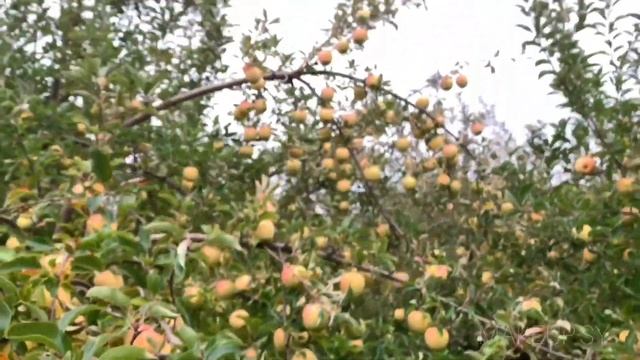VLOG 12 | TOOK MY LITTLE COUSIN TO THE APPLE ORCHARD | VERY FUNNY!! | MAKEUP SY смотреть онлайн