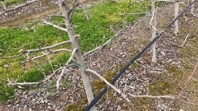 Pruning GALA SCHNIGA® SCHNICO RED* apples in a high density planting system part 2 смотреть онлайн