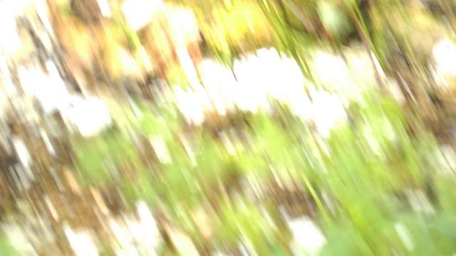 DSCN3342ЛОТОСЫ КИЗИНКА МОСТОВСКИЙ РАЙОН ИЮЛЬ 2020