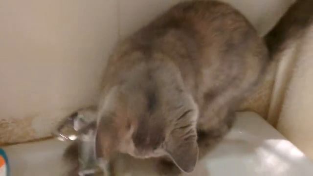 Котёнок купается смотреть онлайн