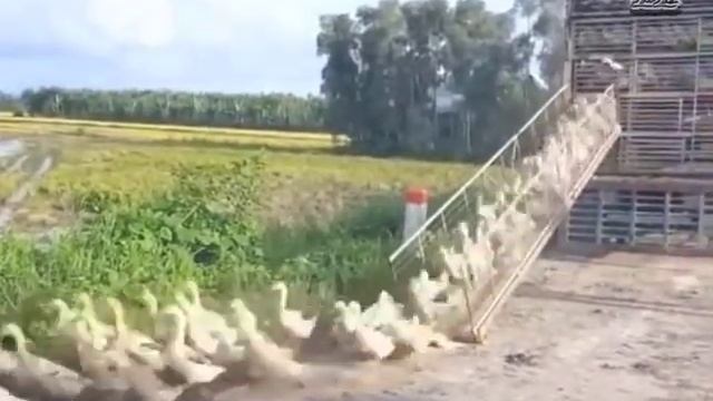 «ГУСИНЫЕ ЛАПКИ» смотреть онлайн