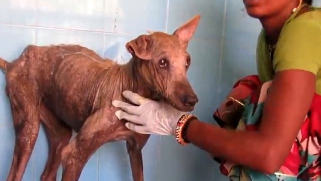 У собаки, которая уже не могла ходить, потекли слёзы ручьём при виде спасателей смотреть онлайн