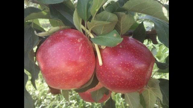 Top 10 Gala Apple Variety गाला सेब की 10 सब्से अच्छी किस्म смотреть онлайн