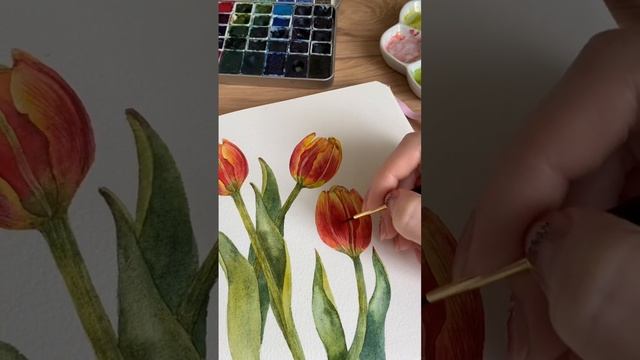 Акварельные тюльпаны с натуры #иллюстратор #акварель #весна смотреть онлайн