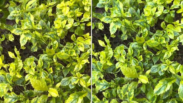 iPhone 13 pro 4k Dolby HDR VS Prores смотреть онлайн