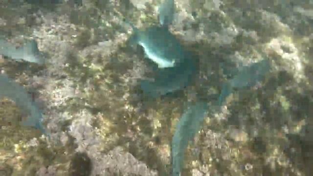 Afternoon Swim (Gordon's Bay, 29/03/11) смотреть онлайн