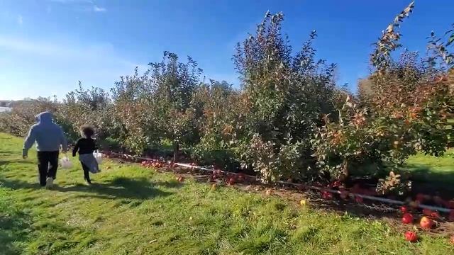 APPLE PICKING | Fall | Tractor ride | Autumn in Canada | Applewood Farm #fallfun #familytime #farm смотреть онлайн