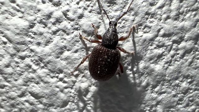 iPhone 13 Pro Max Macro mode video demo - tiny bug! смотреть онлайн