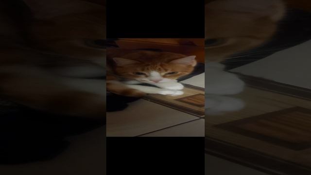 1000008252.mp4 смотреть онлайн