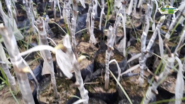 How to Custard Apple Grafting in Hindi Step by Step (Sitafal Grafting) смотреть онлайн