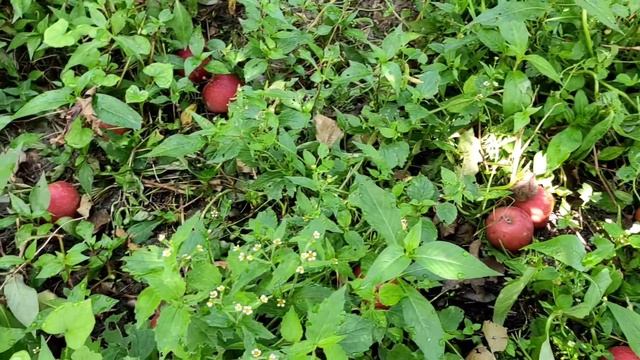 How does an apple reach your Table || Apple Harvesting In Himachal смотреть онлайн