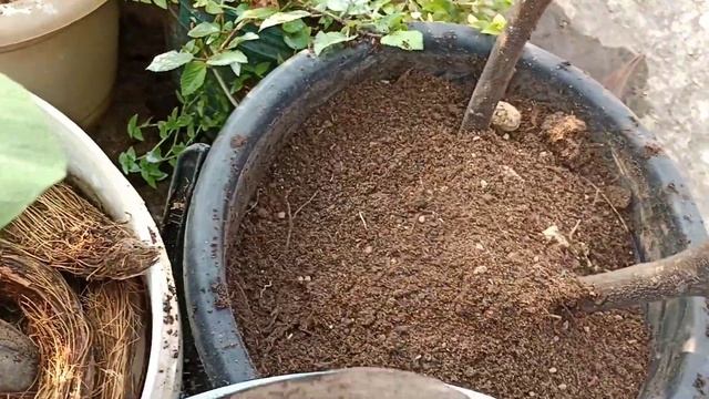 How To Grow Apple Ber plant In Pot Full Update And Care Tips||Royal garden kumari смотреть онлайн
