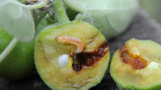 How Do You Know When Apples & Pears Are Ripe To Pick? - Adam's guide to harvesting your fruit смотреть онлайн