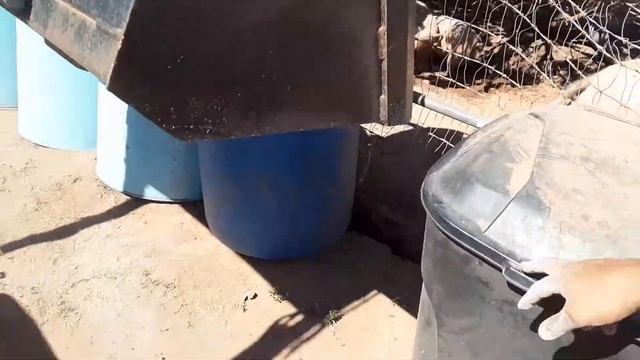 What Do Pigs Eat on a Farm? смотреть онлайн