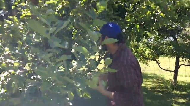 Apple picking in Skagit Valley, Washington смотреть онлайн
