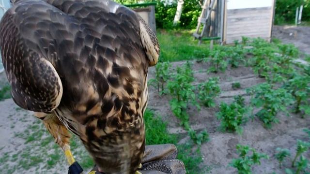 Снова на веревке смотреть онлайн