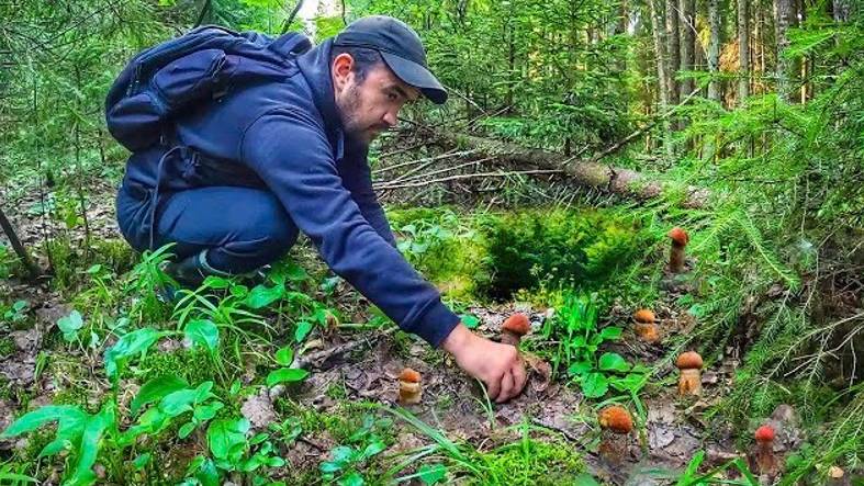 Тихая охота на новом месте. Собираем молодые подосиновики в еловом лесу. Грибы 2022 смотреть онлайн