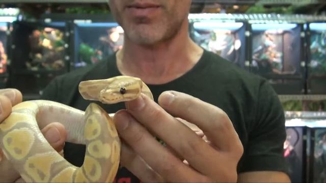 Banana Ball Pythons for Sale. Buy at Big Apple Pet with Same Day Shipping. смотреть онлайн