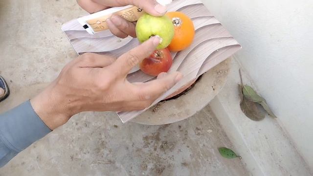 best way to grow guava trees, orange trees and apple trees | The easiest method in the world смотреть онлайн