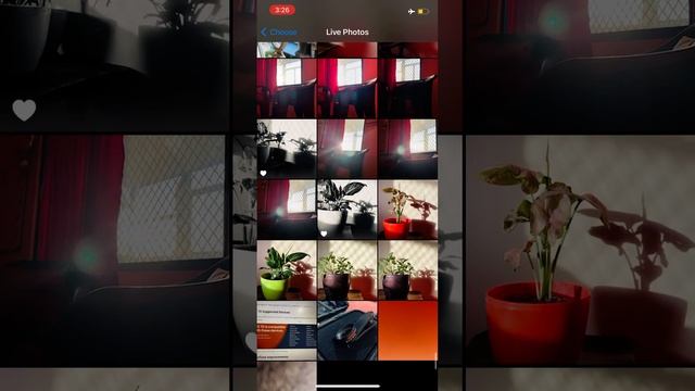 LIVE WALLPAPER BUG | iPhone 12 | iOS 14.6 | смотреть онлайн