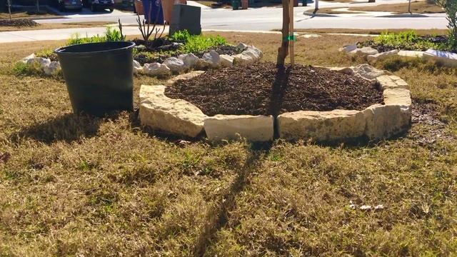 How To Plant An Apple Tree - Austin, Texas - Zone 8B смотреть онлайн
