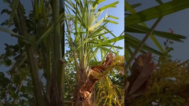 Как поживают мои пальмы