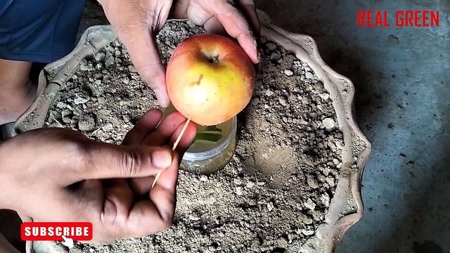 Unique skills How To Grow Apple Tree From Apple leaves How To Make A Apple Tree Very Easily! смотреть онлайн