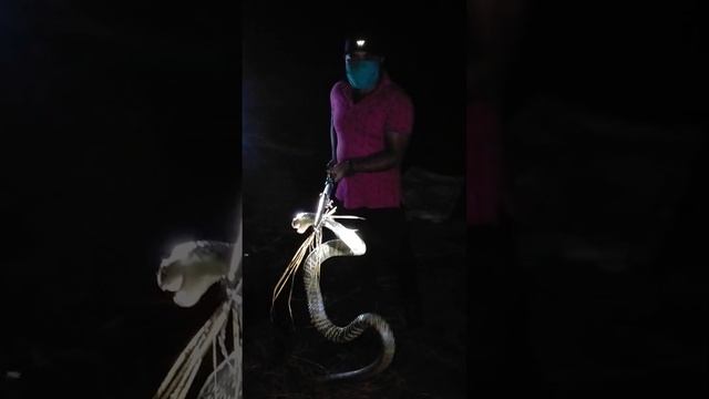 king kobra snake resque from local area смотреть онлайн