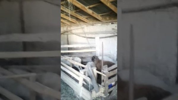 Откорм крс и мрс