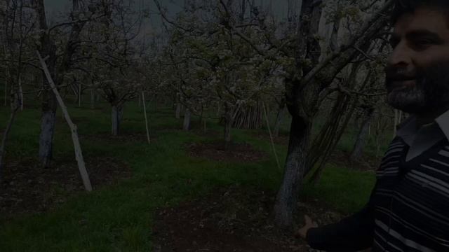 pollination in apple orchards// how to increase apple production// PGR SPRAYING смотреть онлайн